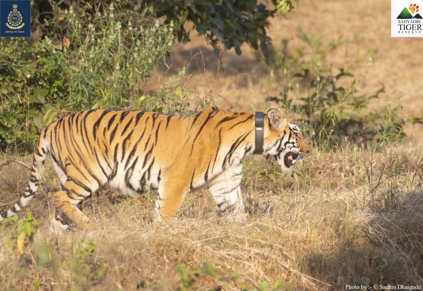 सह्याद्रीत ‘तारा’ची मुक्त झेप